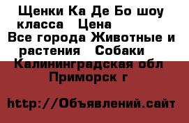 Щенки Ка Де Бо шоу класса › Цена ­ 60 000 - Все города Животные и растения » Собаки   . Калининградская обл.,Приморск г.